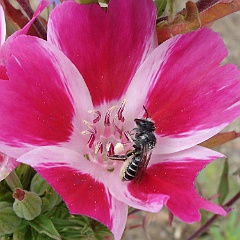 megachile perihirta andclarkia amoena - western leafcutter bee on clarkia amoena megachile perihirta andclarkia amoena